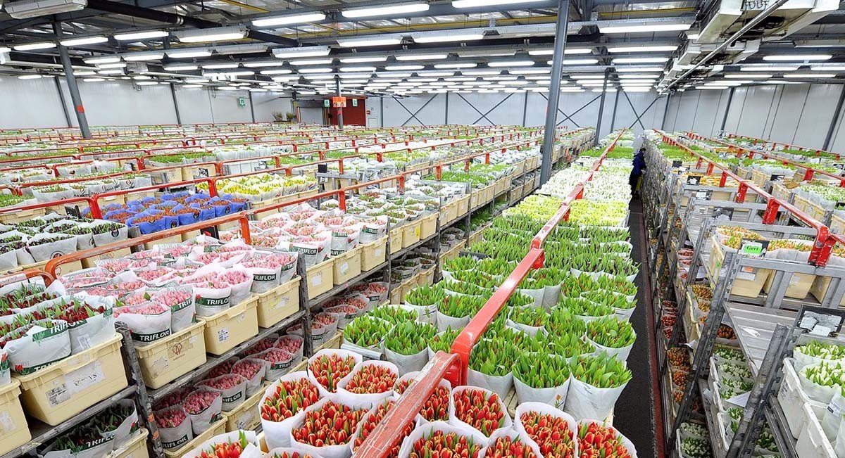 sofa-cleaning-service